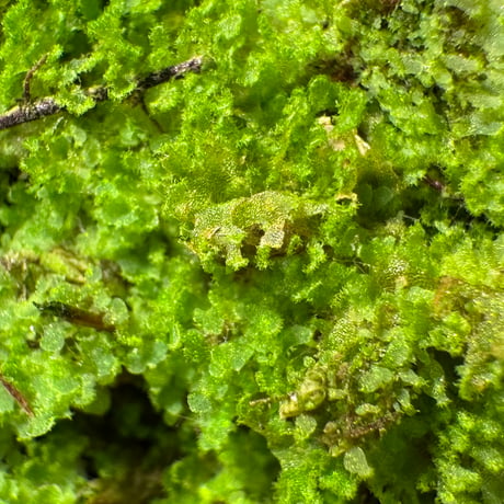 Unknown fern