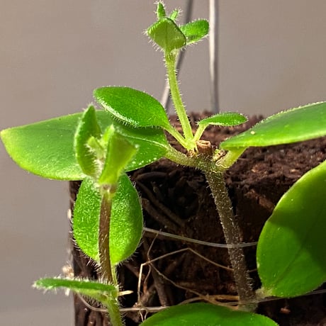 Aeschynanthus sp. from South Sulawesi [STRINGE PLANTS]
