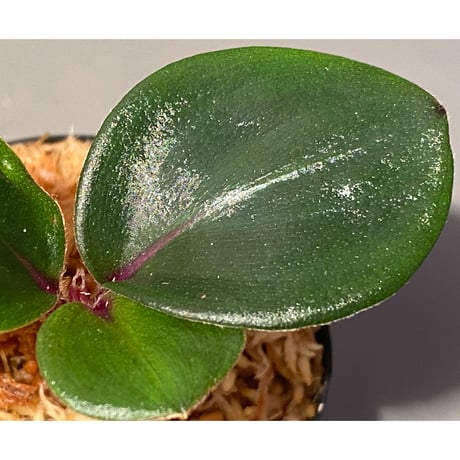 Geogenanthus ciliatus from Ecuador
