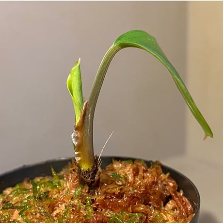 Homalomena sp. Aceh Silver from Aceh sumatera [LA0613-00]