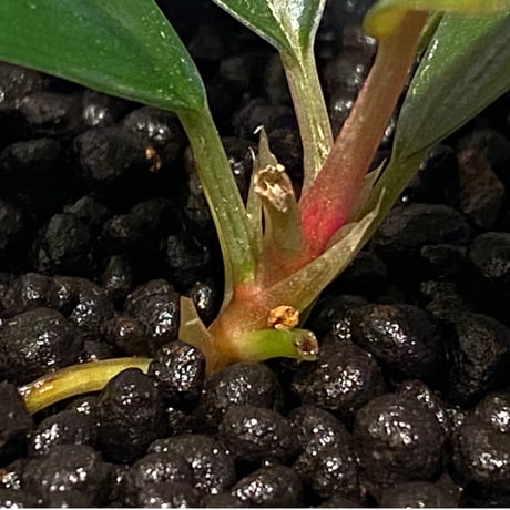 Bucephalandra sp. "Serawai 1" Kab. Sintang [TB]