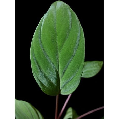 Homalomena sp. from Ranau [TK210217]