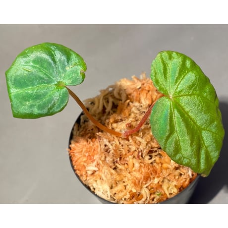 Begonia pavonina