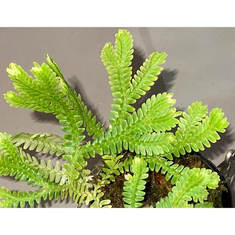Selaginella sp. バリエガータ from "Nanga pinoh" [TB]