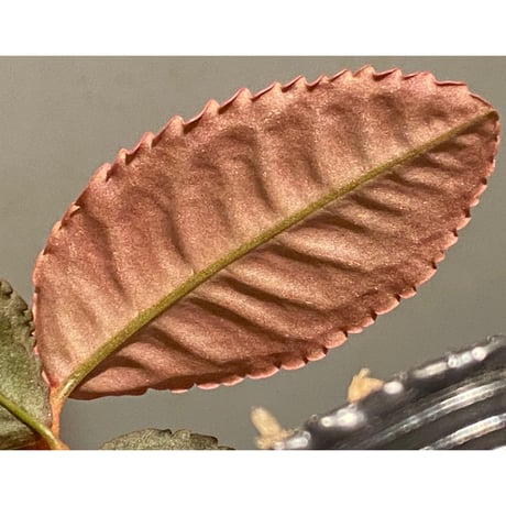 Labisia sp. from Riau Sumatera