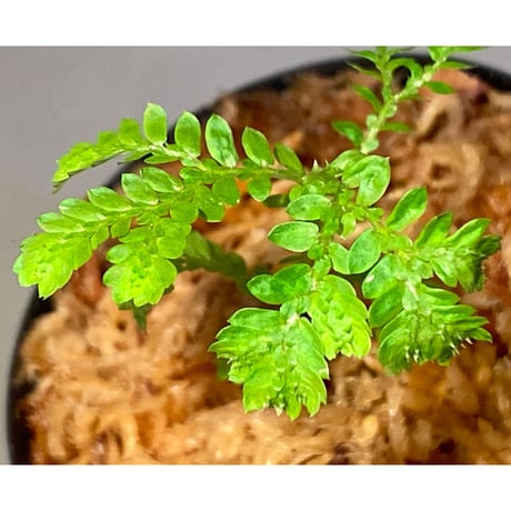 Selaginella plana 伊藤蟻植物農園
