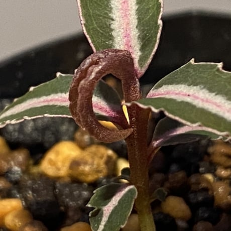 Labisia sp. from Kapuas hulu Kalimantan barat