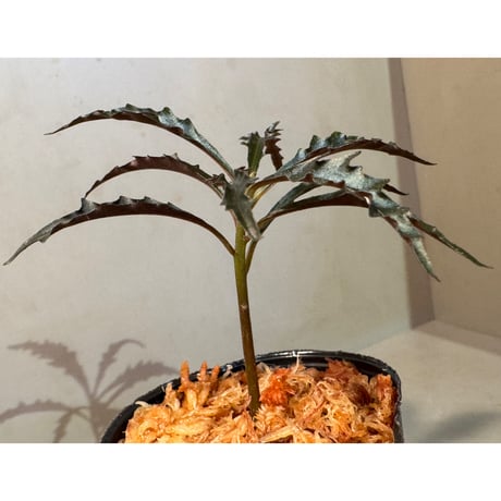Labisia sp. from Jambi Sumatera