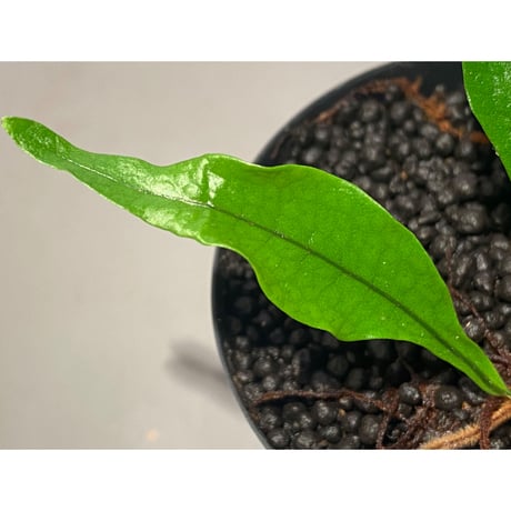 Microsorium sp. from Trat Thailand