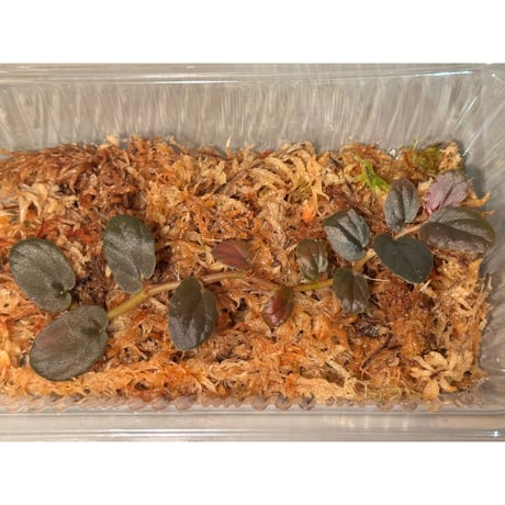 Pellionia sp. from Binh Dinh Vietnam