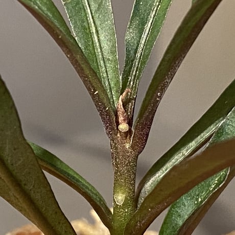 Ardisia sp. from Kapuas Hulu Kalimantan barat