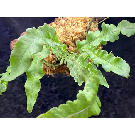 Serpocaulon semipinnatifidum from Ecuador 伊藤蟻植物農園 ①