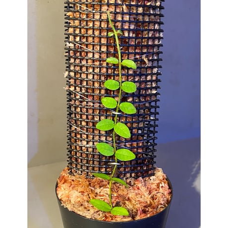 Ficus sp. from Trat Thailand