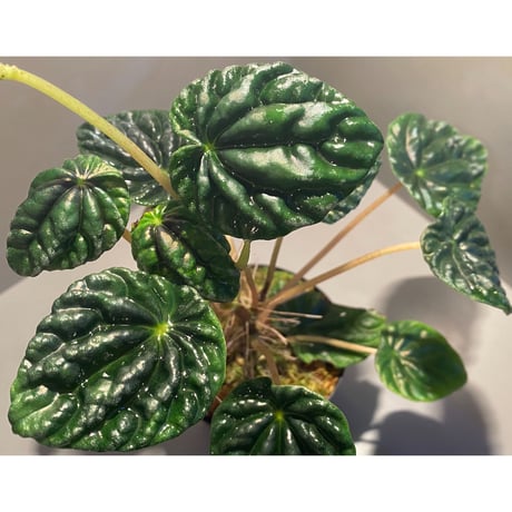 Peperomia meridiana from Ecuador [tanakay]