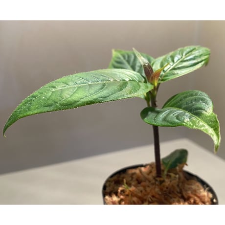 Psychotria cf. elata from Madre de Dios [LA1017-wf1]