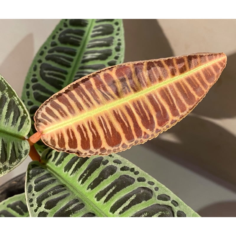 大株) Emblemantha urnulata (Labisia sp.) from Ri