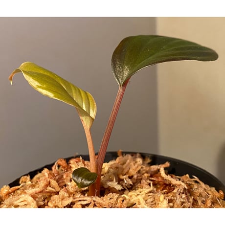 Homalomena sp. from Pahang Malaysia [R0718-02] RIO
