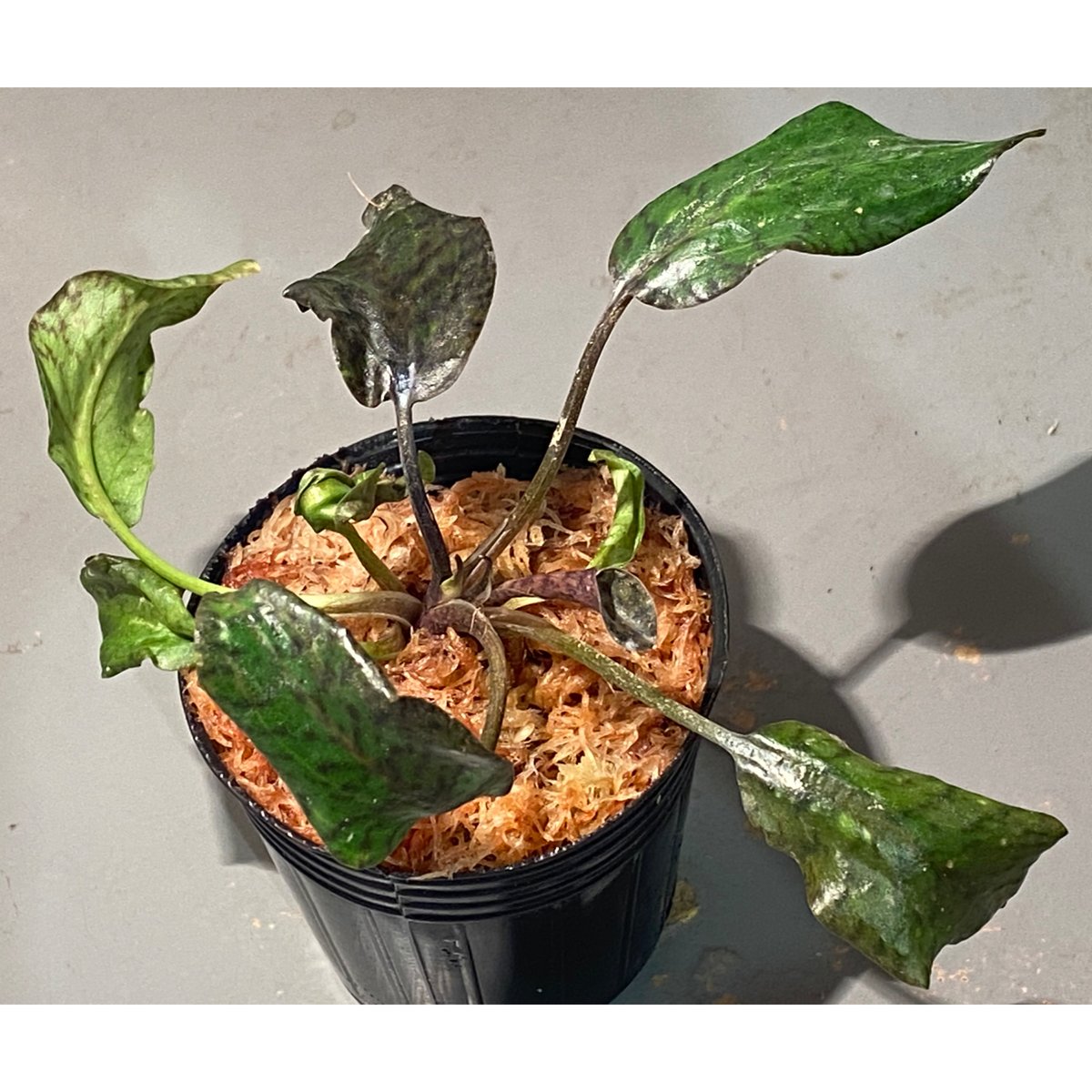 Cryptocoryne nurii 