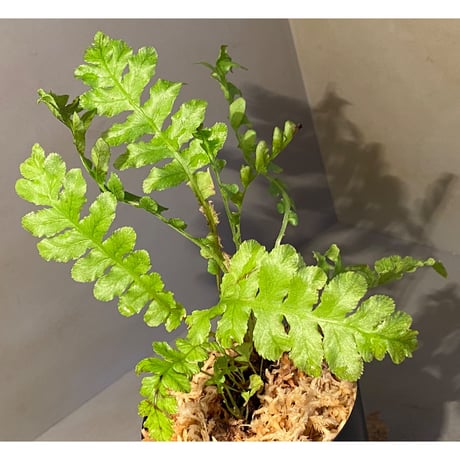 Blechnum brasiliense "Volcana" ②