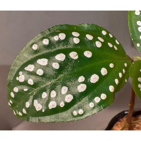 Sonerila sp. from Bengkayang West Kalimantan