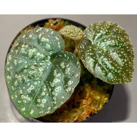 Begonia sp. from Trat Thailand
