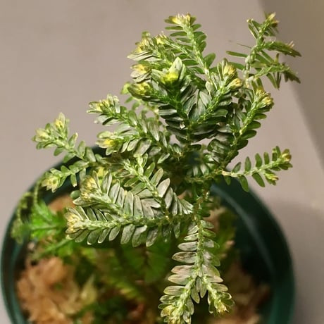 Selaginella sp. from Selangor