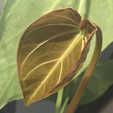 Anthurium magnificum