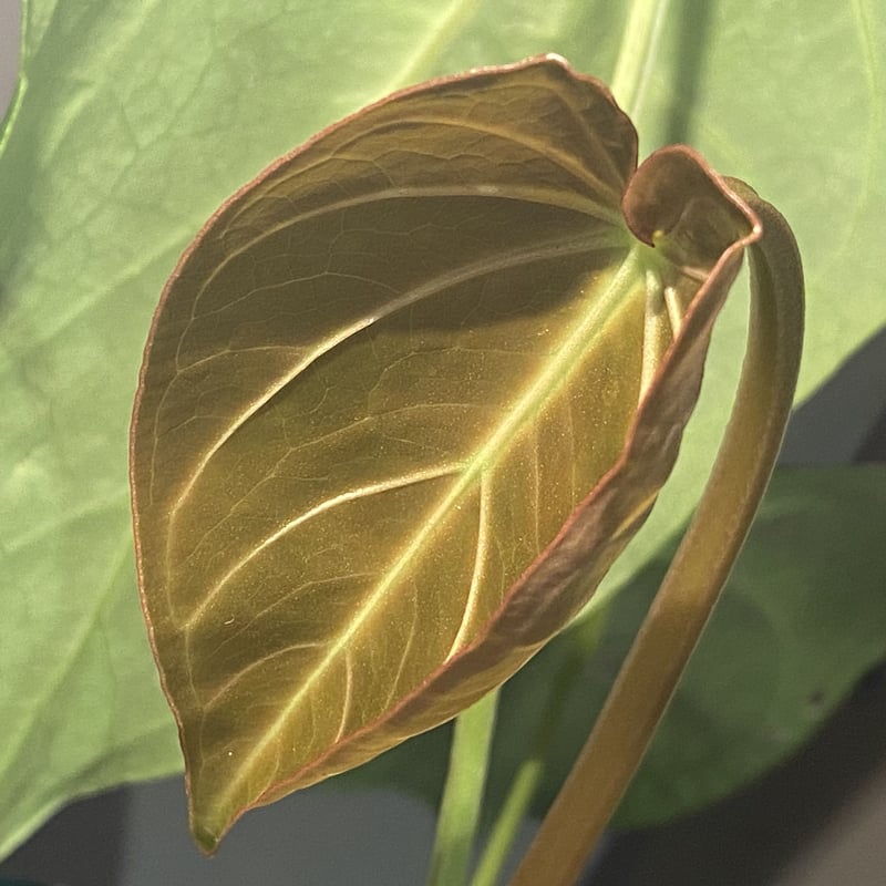 珍希少】Anthurium magnificum hybrid ◯丸葉◯タイプ - 植物/観葉植物