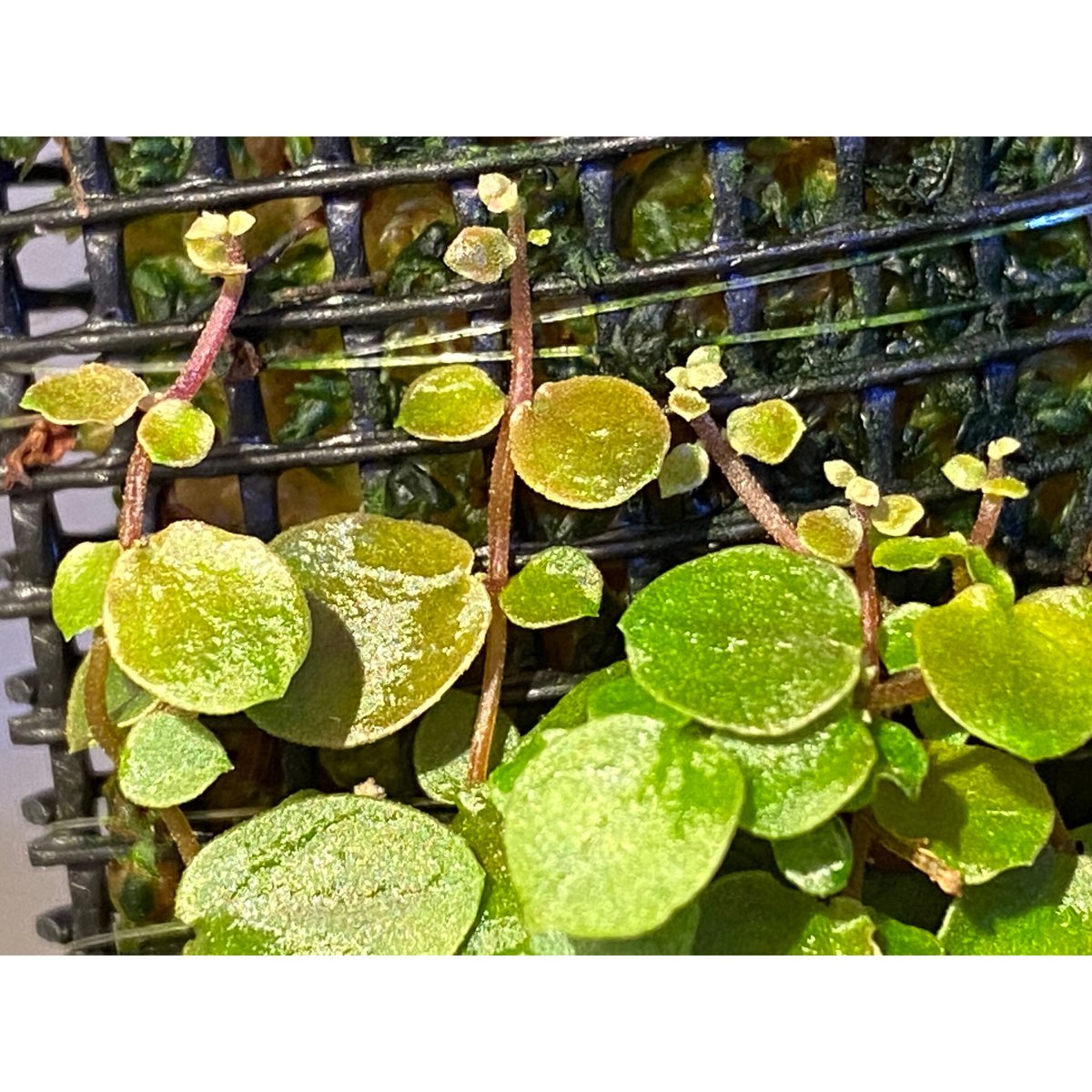 珍種Ficus sp. 'Sumatra'レアフィカスsp.スマトラ産　発根済❗️ Ficus sp. from Aceh sumatera [LA0616-04] | M・R・G・R