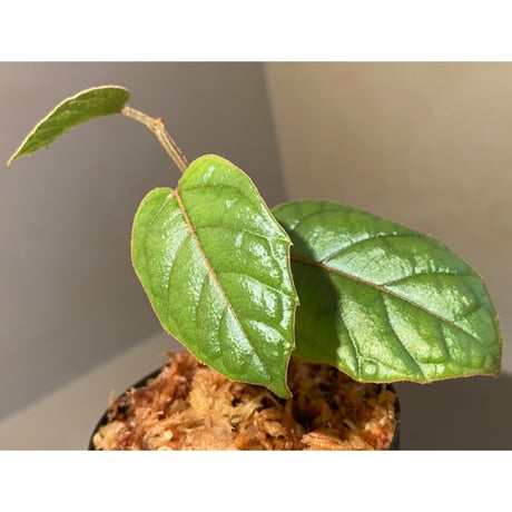 Pterisanthes sp. from Sabah-1 [R0515-01a]
