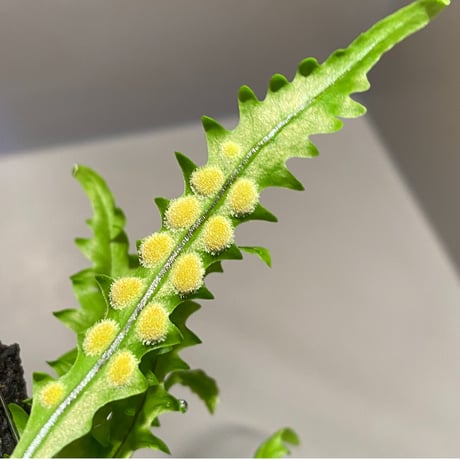 Solanopteris bifrons from Madre de Dios [LA1017-04]