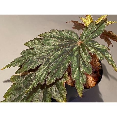 Begonia cv. Jaggy [LA0314-00-f1]