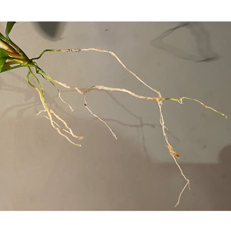 Homalomena sp. "Aceh selatan" Aceh Sumatra [TB]