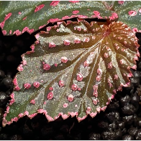 Begonia sp. from Saripoi [LA0813-2]