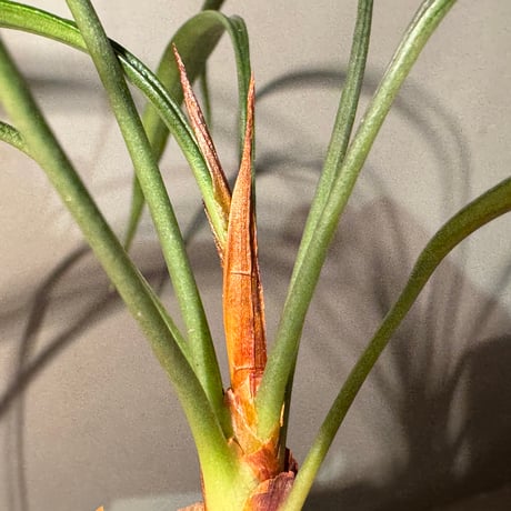 Josefia intricata (旧Aridarum perisai) from Central Kalimantan