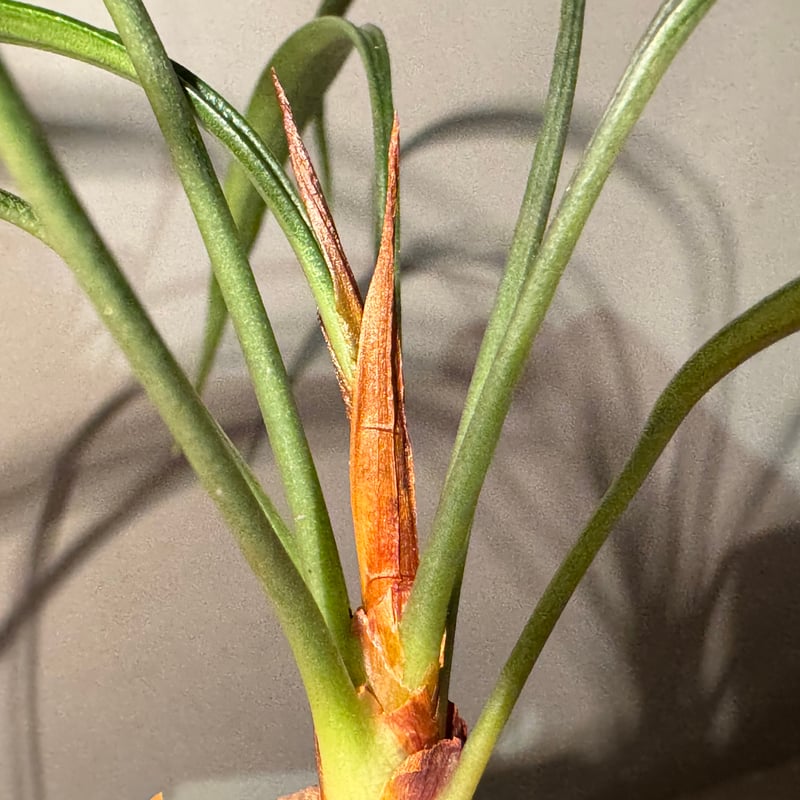 Josefia intricata (旧Aridarum perisai) from Cent