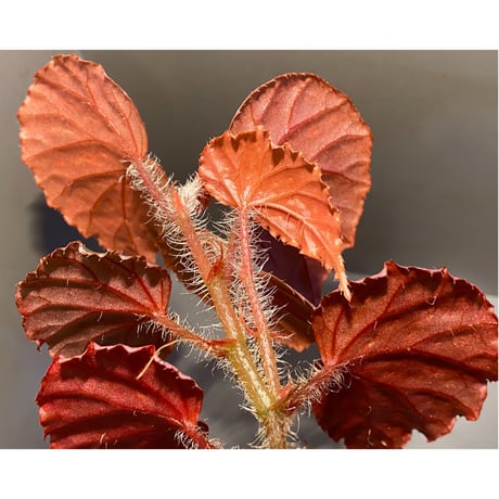 Begonia sp. from Muara Wahau [TB]