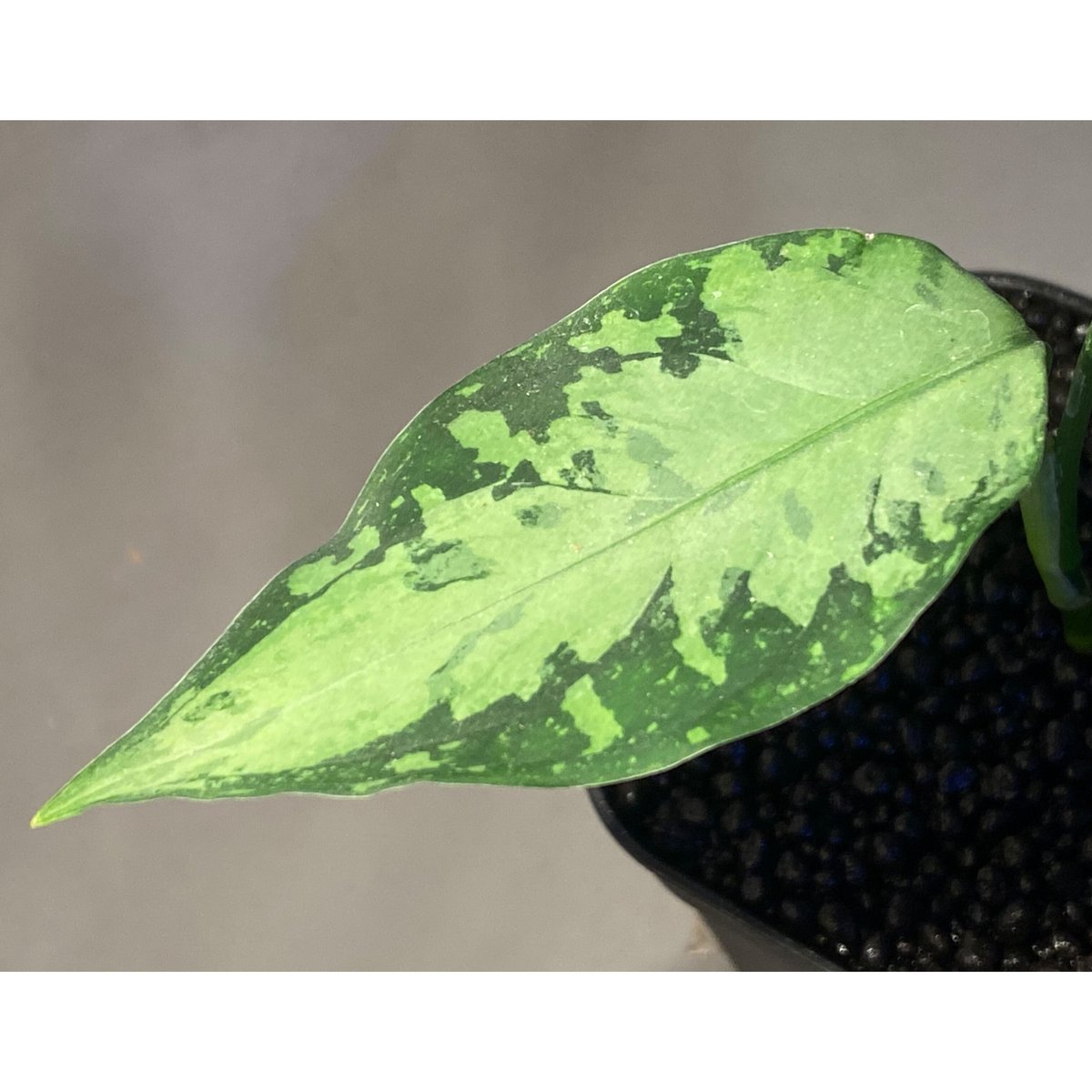 Aglaonema pictum しるばーらいん　LA便 Yahoo!オークション - LA便 Aglaonema pictum tricolor しるば～らい