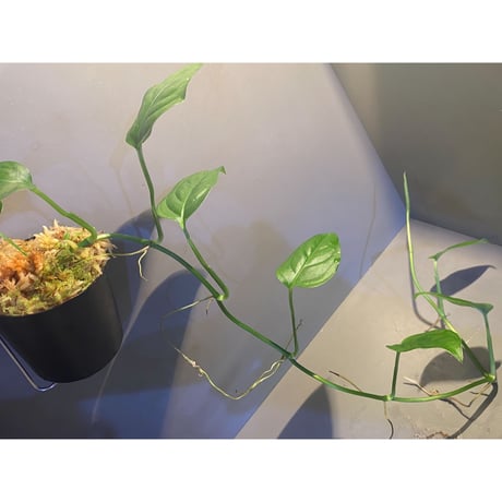 Phylodendron sp. from Iquitos Peru [tanakay]