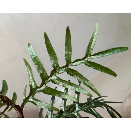 Labisia sp. from Central Papua