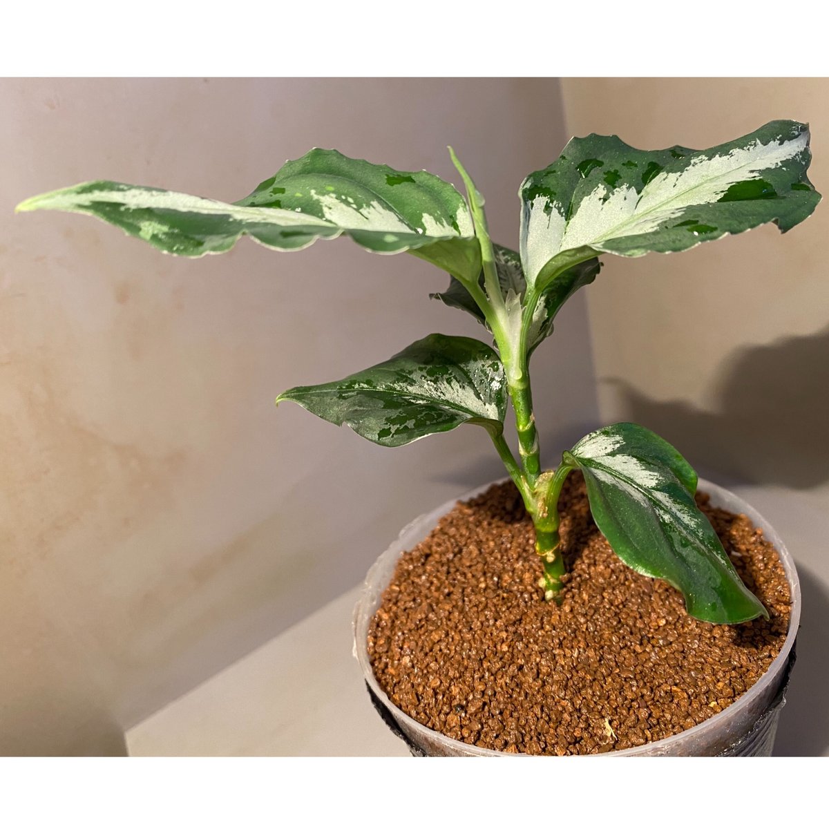Aglaonema pictum [LA0915-z-s-11] | M・R・G・R