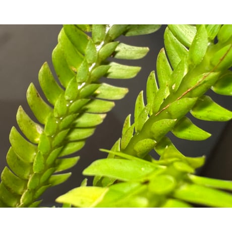 Selaginella sp. from Landak West Kalimantan ②