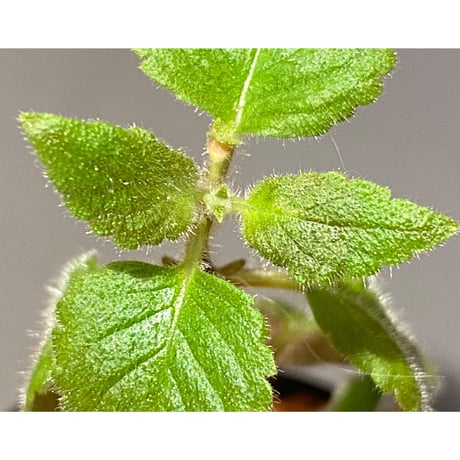 Diastema vexans  from Colombia