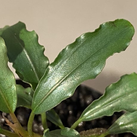 Bucephalandra sp. from "Pakak 3" [MF0417-5A]