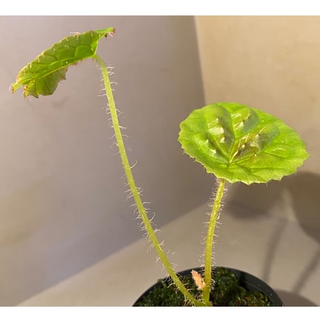 Begonia susaniae
