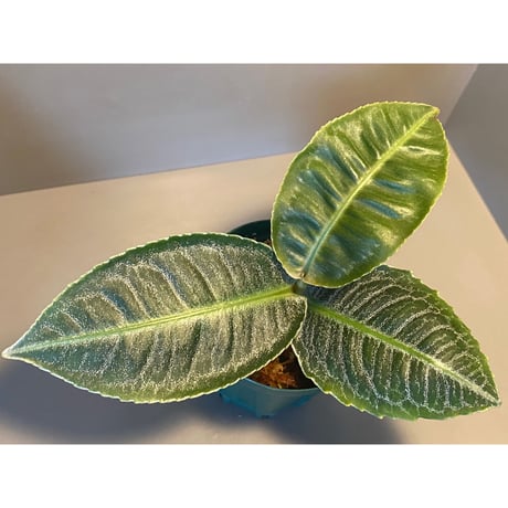 Ardisia sp. from Aceh Selatan [HW0816-03]