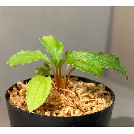 Homalomena sp. from Riau sumatera [LA0815-01]②