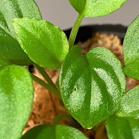 Homalomena sp. "Minimum" from Padan Utara [AZ0512-04]