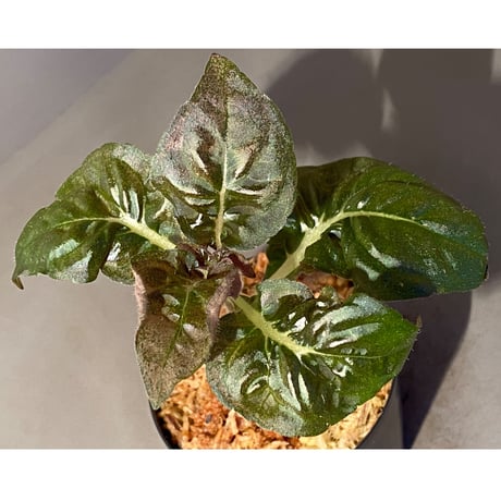 Nautilocalyx pallidus
