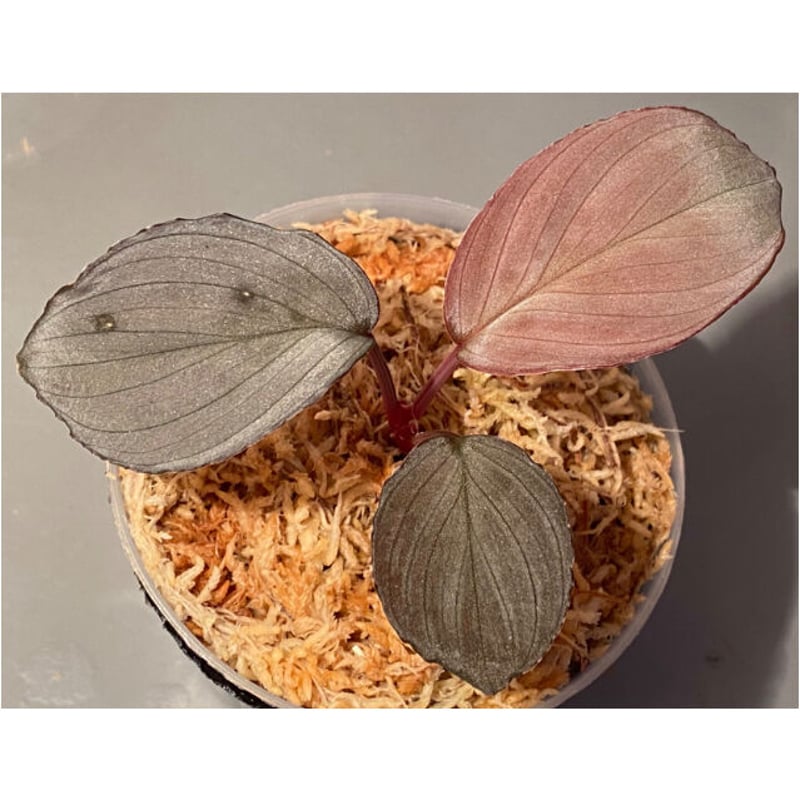 HW本タグ付き) Homalomena sp. 